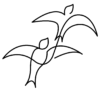 Ainara 